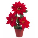 Pot 3 poinsettias 20 cm
