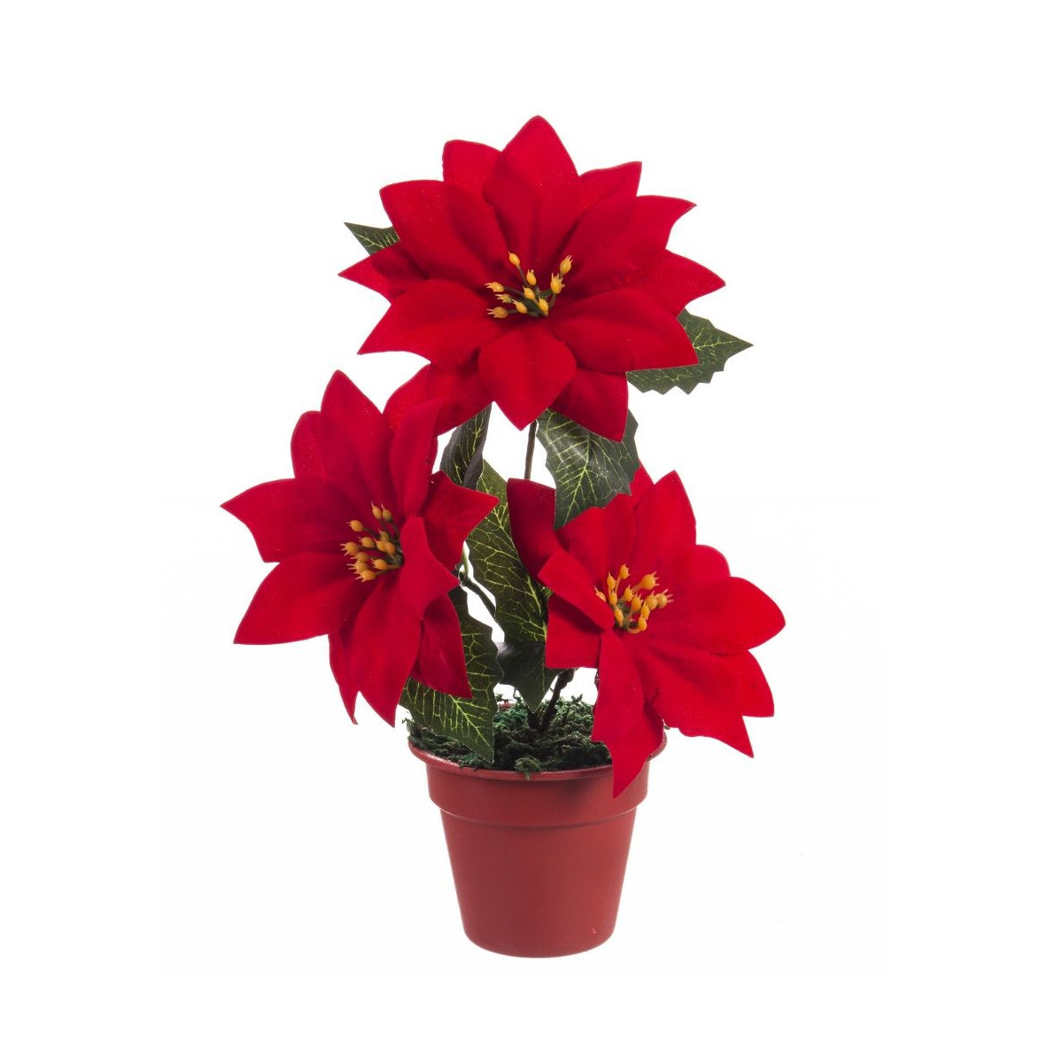 Pot 3 poinsettias 20 cm