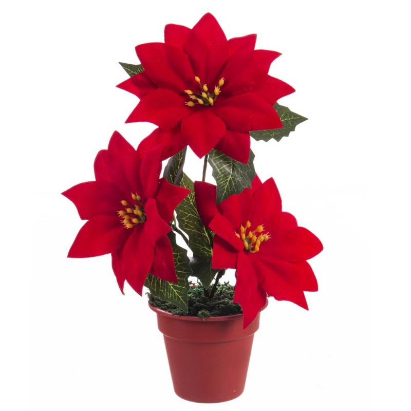 Pot 3 poinsettias 20 cm