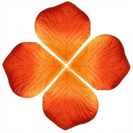 Petales De Roses Orange