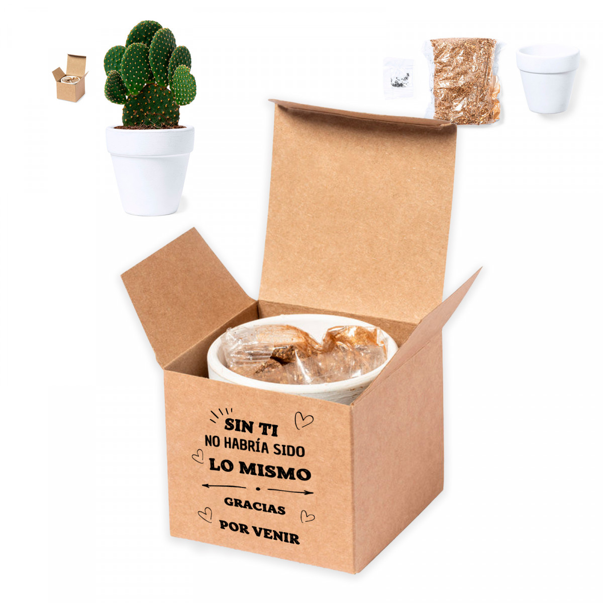 Pot En Terre Cuite Avec Des Graines De Cactus Dans Une Bote Personnalise  Pour Des Cadeaux