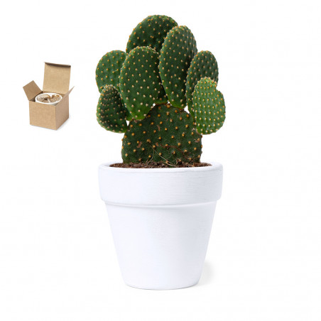 Pot en terre cuite avec des graines de cactus dans une boîte personnalisée pour des cadeaux