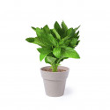 Ensemble de pots nertel