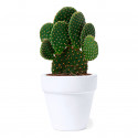 Pot en terre cuite avec des graines de cactus