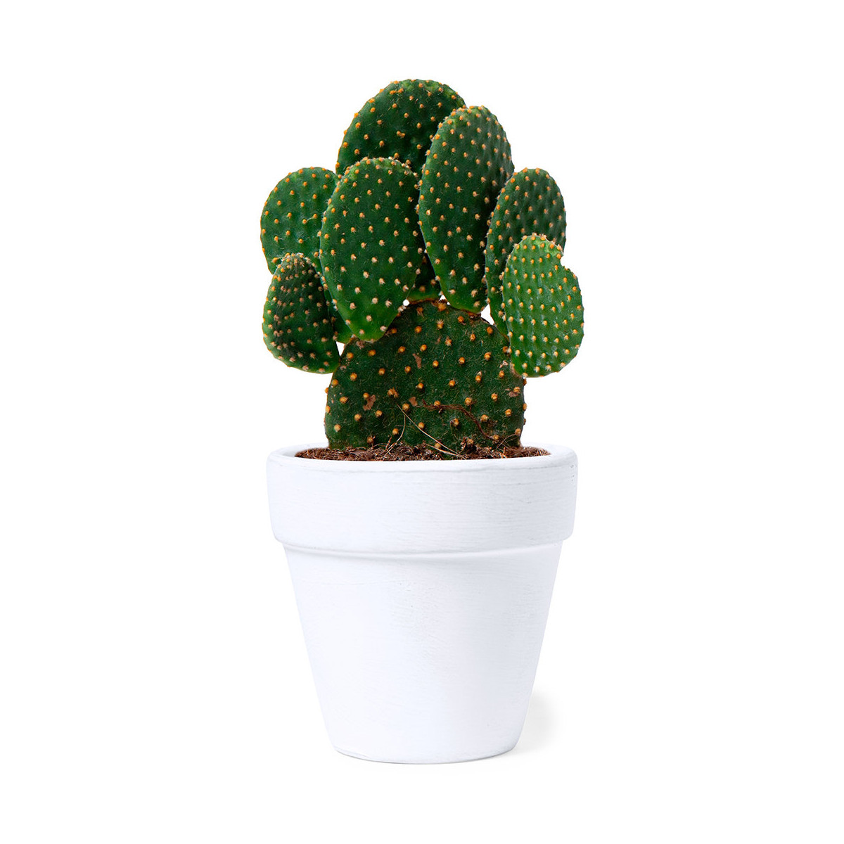 Pot en terre cuite avec des graines de cactus
