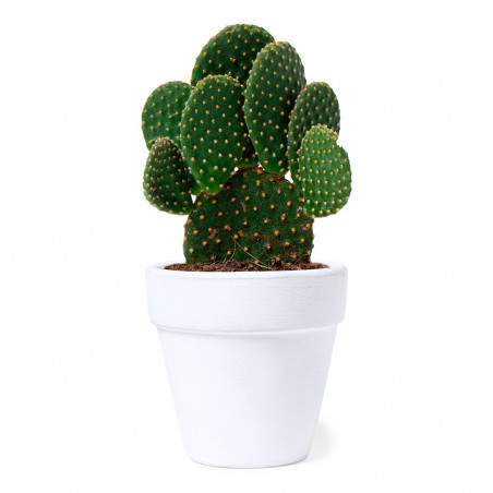 Pot en terre cuite avec graines de cactus