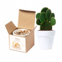 Pot avec des graines de cactus dans une boîte personnalisée pour baptêmes